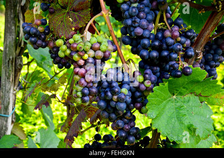 Rotweintrauben vor der Ernte, Cabernet Sauvignon Stockfoto