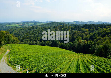 Weinberge an der Weinstraße in der Nähe von Gamlitz im Sommer Südsteiermark-Österreich Stockfoto