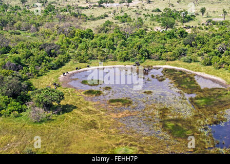 Okavango Delta-Flug: Aerial View Elefanten an einem Teich, Botswana, Afrika Stockfoto