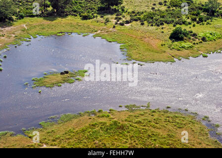 Flug über das Okavango-Delta: Aerial View der Flusspferde auf einer kleinen Insel, Botswana, Afrika Stockfoto