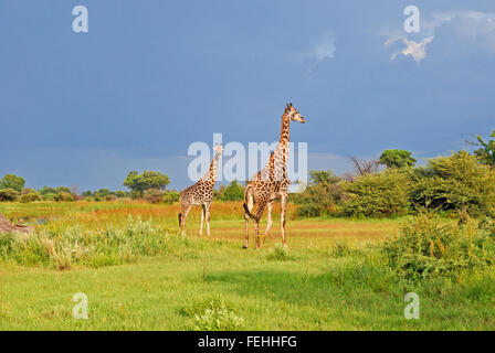 Zwei Giraffen in das Okavango Delta, Botswana Afrika Stockfoto