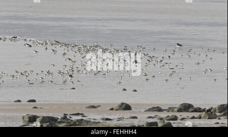 Watvögel auf die Ebbe-Gezeiten, Mersehead Sand, in der Nähe von Southerness Golfplatz, Dumfries und Galloway Stockfoto