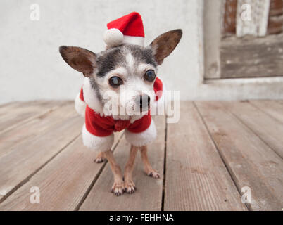 Alter Chihuahua senior Hund trägt Santa Anzug und Hut steht auf hölzernen Plattform vor alten weißen Stuck-garage Stockfoto