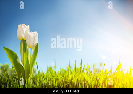 Frühling Tulpen im Feld Natur Hintergrund. Stockfoto