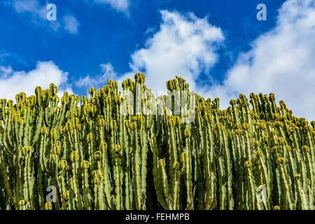 Nahaufnahme der Kandelaber-Wolfsmilch (Euphorbia Kandelaber)-Kaktus auf Gran Canaria, Spanien Stockfoto