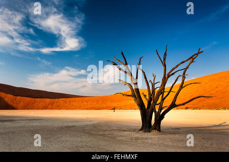 Toter Baum in Sossusvlei im Namib-Wüste, Namibia Stockfoto