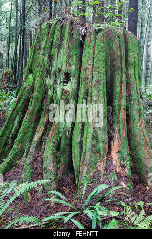 Fäulnis Stumpf eines Baumes Western Red Cedar in einem gemäßigten Regenwald Stockfoto