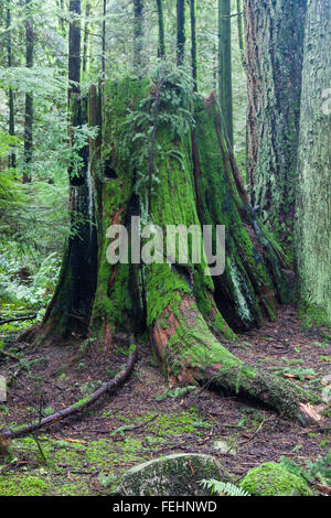 Fäulnis Stumpf eines großen Western Red Cedar-Baumes in einem gemäßigten Regenwald Stockfoto