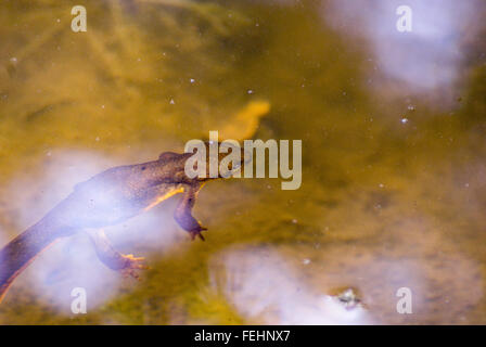 Ein Rough-Skinned Newt (Taricha Granulosa) schwebt untätig in den Gewässern von einem Teich. Stockfoto