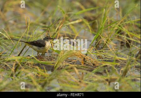 Gebirgsstelze auf Rasen Stockfoto