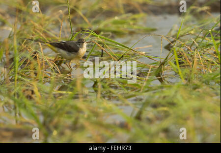 Gebirgsstelze auf Rasen Stockfoto