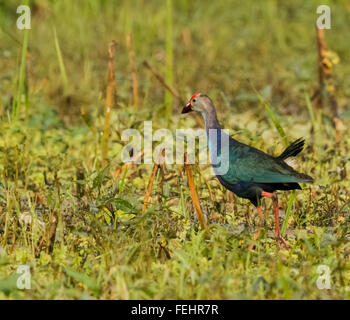 Swamphen, Porphyrio Porphyrio, steht auf einer Wiese, auf der Suche, Stockfoto