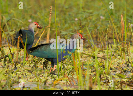 Swamphen, Porphyrio Porphyrio, steht auf einer Wiese, auf der Suche, Stockfoto