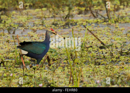 Swamphen, Porphyrio Porphyrio, steht auf einer Wiese, auf der Suche, Stockfoto