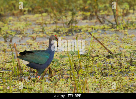 Swamphen, Porphyrio Porphyrio, steht auf einer Wiese, auf der Suche, Stockfoto