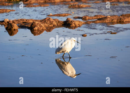 Snowy Silberreiher (Egretta unaufger) watet im seichten Wasser an Anliegerstaaten zu bewahren im Wasser Ranch, Gilbert, Arizona, USA. Stockfoto