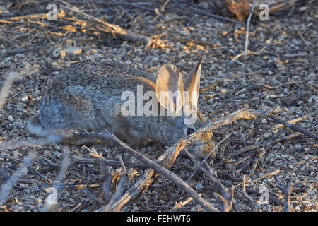 Wüste Cottontail (Sylvilagus Auduboni) versteckt sich unter einer Zweigstelle in Anliegerstaaten zu bewahren im Wasser Ranch, Gilbert, Arizona, USA. Stockfoto