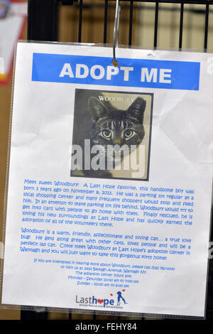 Wantagh, New York, USA. 7. Februar 2016. Während der letzten Hoffnung Animal Rescue Tag der offenen Tür hat bei Hallmark Channel Kitten Bowl III, Tabby Katze Woodbury Käfig ein Blatt nehmen mich drauf mit seinem Foto und Informationen über diese Katze zur Adoption. Der Annahme Mitte freiwillige und Besucher sahen das Spiel im Fernsehen und feuern ihre Mannschaft, die letzte Hoffnung-Löwen. Über 100 herrenlose Kätzchen von letzte Hoffnung Inc und North Shore Animal League America nahm an den aufgezeichneten spielen, und das Haus und die Familie Katzen gewann der 2016-Meisterschaft, die am Tag des Super Bowl 50 zum ersten Mal ausgestrahlt. (Cred Stockfoto