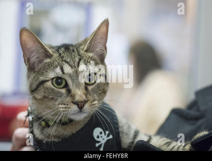 Wantagh, New York, USA. 7. Februar 2016. Tiger Tabby Katze, eines der Team-Spieler in der Hallmark Channel Kitten Bowl III ist mit seiner neuen Familie, Charley Brown, der den Stern dessen neuer Name ist Yogi und M. Benedetto von Massapequa auf letzte Hoffnung Animal Rescue Open House hält, wo der Annahme Mitte freiwillige und Besucher das Spiel im Fernsehen und feuern ihr Team beobachten , die letzte Hoffnung-Löwen. Über 100 herrenlose Kätzchen von letzte Hoffnung Inc und North Shore Animal League America nahm an den aufgezeichneten spielen, und das Haus und die Familie Katzen Meister 2016, welche Tanne Stockfoto