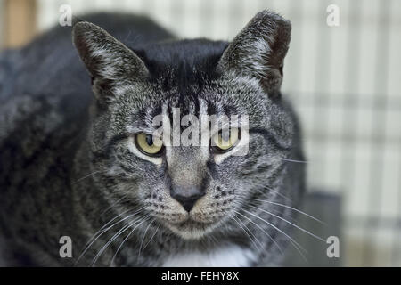 Wantagh, New York, USA. 7. Februar 2016. Woodbury, eine freundliche Tabby Katze ist erhältlich als Adoption während der letzten Hoffnung Animal Rescue Open House bei Hallmark Channel Kitten Bowl III. Der Annahme Mitte freiwillige und Besucher sahen das Spiel im Fernsehen und feuern ihre Mannschaft, die letzte Hoffnung-Löwen. Über 100 herrenlose Kätzchen von letzte Hoffnung Inc und North Shore Animal League America nahm an den aufgezeichneten spielen, und das Haus und die Familie Katzen gewann der 2016-Meisterschaft, die am Tag des Super Bowl 50 zum ersten Mal ausgestrahlt. © Ann Parry/ZUMA Draht/Alamy Live-Nachrichten Stockfoto