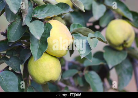 Schließen Sie den Zweig der Quitte mit Früchten, Stockfoto