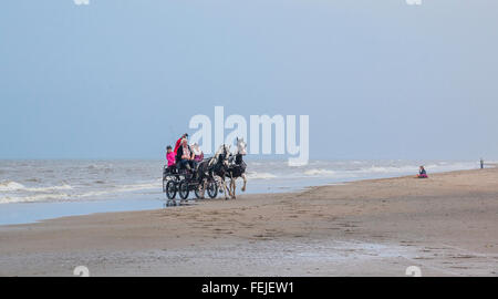 Niederlande, Südholland, Noordwijk, Spaß beim Pferd-Drwan Kutschfahrten am Strand von Langevelderslag Stockfoto