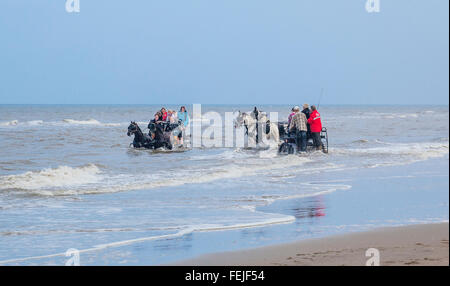 Niederlande, Südholland, Noordwijk, Spaß beim Pferd-Drwan Kutschfahrten in der Brandung von Langevelderslag Beach Stockfoto