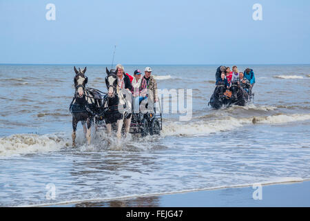 Niederlande, Südholland, Noordwijk, Spaß beim Pferd-Drwan Kutschfahrten in der Brandung von Langevelderslag Beach Stockfoto