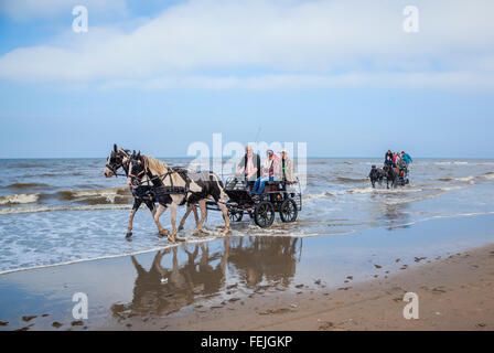 Niederlande, Südholland, Noordwijk, Spaß beim Pferd-Drwan Kutschfahrten in der Brandung von Langevelderslag Beach Stockfoto