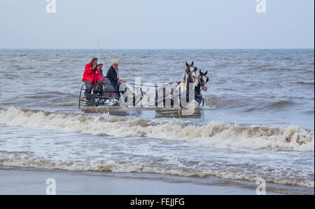 Niederlande, Südholland, Noordwijk, Spaß beim Pferd-Drwan Kutschfahrten in der Brandung von Langevelderslag Beach Stockfoto