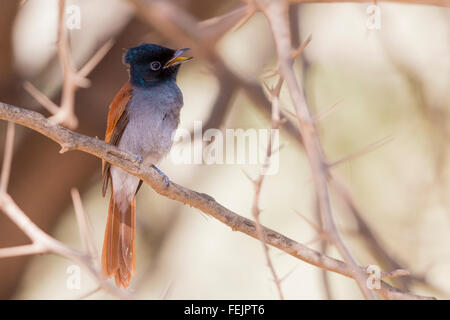 African Paradise Flycatcher (Terpsiphone Viridis Ssp Harteti), thront Erwachsenen auf einem Ast, Ayn Hamran, Dhofar, Oman Stockfoto