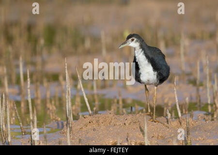 Weißer-breasted Waterhen (Amaurornis Phoenicurus), juvenile stehend auf den Schlamm Khawr Jirama, South Ash Sharqiyah Governorate, Om Stockfoto