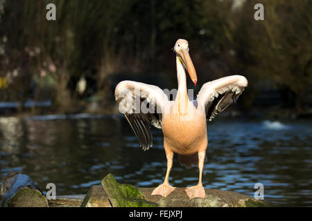 seltene Spot-billed Pelikan, Pelecanus Philippensis, Vogel am kleinen Teich Stockfoto