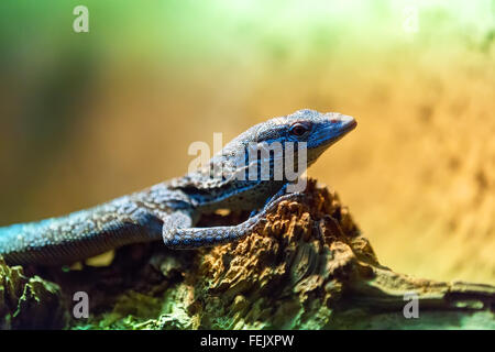 kleine Echse Varanus Macraei ruht auf hölzernen stumpf Stockfoto