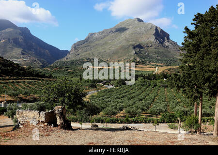 Kreta, Olivenplantagen im Süden der Insel vor den Bergen des Kedros-Gebirges Stockfoto