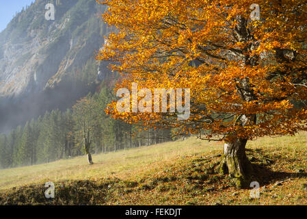 Baum mit bunten Herbst Blätter im hellen Sonnenlicht auf den großen Ahornboden im Karwendelgebirge, Tirol, Österreich Stockfoto