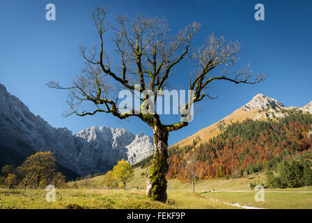 Einsame Ahorn (Bergahorn), Herbstwald auf der gröberen Ahornboden im Karwendelgebirge, Tirol, Österreich Stockfoto