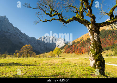 Einsame Ahorn (Bergahorn), Herbstwald auf der gröberen Ahornboden im Karwendelgebirge, Tirol, Österreich Stockfoto