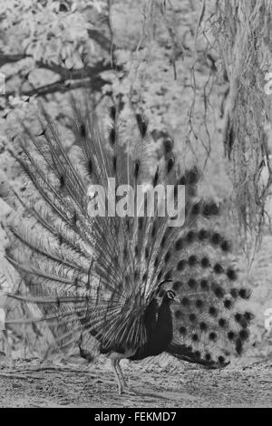 Paarung Display oder Tanz von einem männlichen indischen Pfauen (Pavo Cristatus) im Dschungel des Ranthambhore National park Stockfoto