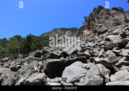 Kreta, Landschaft in die Samaria-Schlucht, Bäume in einem felsigen Hang Stockfoto