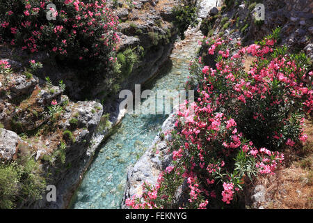Blühende Rhododendren in einem Bach, Samaria Schlucht, Crete Stockfoto