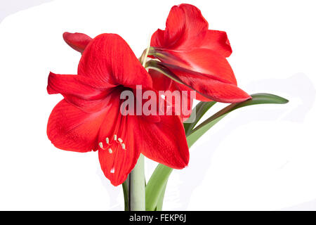 Leuchtend rote Amaryllis Topf Pflanze in voller Blüte. Stockfoto