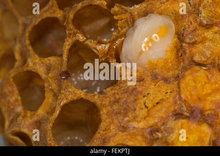 Bienenzucht Stockfoto