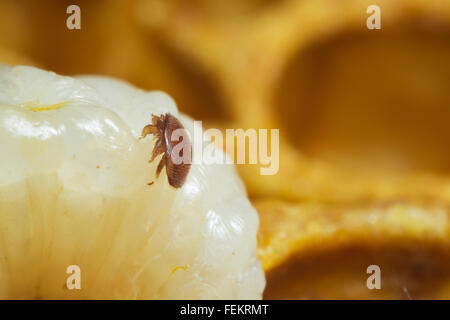 Bienenzucht Stockfoto