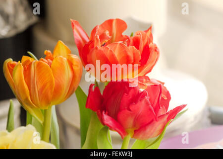 Schöner Frühling Tulpen in den Farben rot und orange Stockfoto