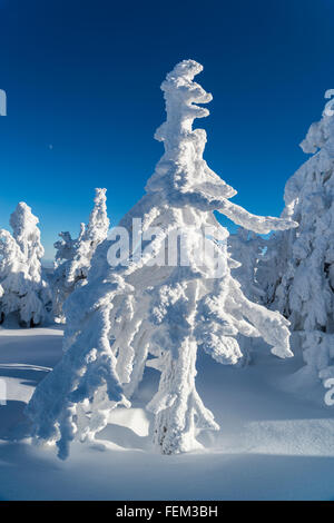 Baum, bedeckt mit Schnee und Eis, Nationalpark Harz, Deutschland Stockfoto