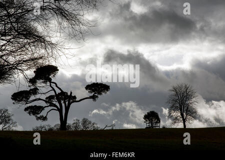 Baumgrenze, abstrakt, gealtert, Landwirtschaft, Kunst, Herbst, Hintergrund, groß, schwarz, Ast, Zweig, Land, Gauner, tot, Tod, verzerren, Stockfoto