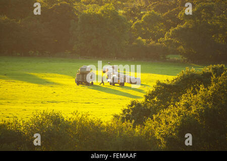 Heu machen in Devon Stockfoto