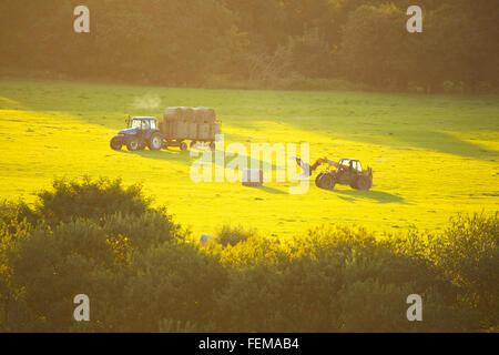 Heu machen in Devon Stockfoto