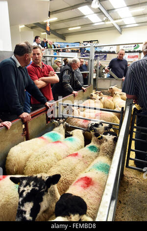 Landwirte mit Schafen zur Versteigerung bereit warten in den Ställen, Kendal, UK Stockfoto